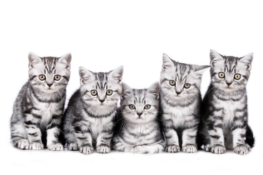 F&uuml;nf britisch Kurzhaar K&auml;tzchen Gruppe - five kitten litter
