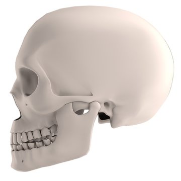 realistic 3d render of male skull
