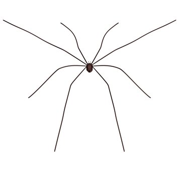 realistic 3d render of phalangium opilio