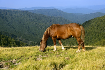 Fototapeta na wymiar Horseback riding in the mountains