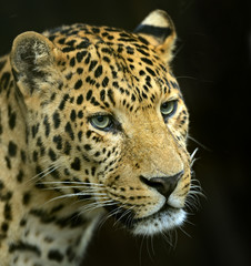 The Amur leopard in its natural habitat