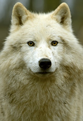 Obraz na płótnie Canvas Wilk polarny w jej naturalnym środowisku
