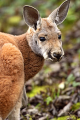 Portrait Kangaroo in nature fall