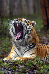 Amur Tiger in the summer