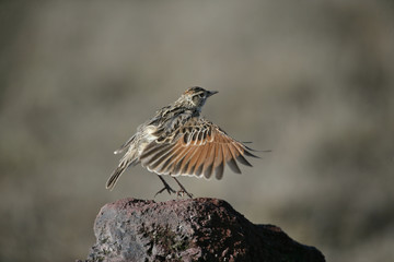 Rufous-naped lark, Mirafra africana