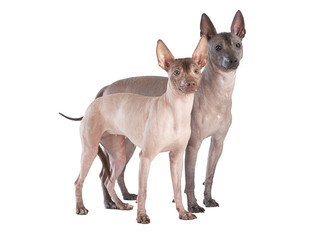 Mexican xoloitzcuintle dogs isolated on white