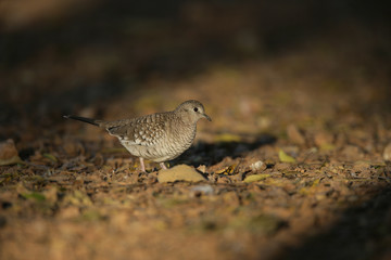 Scaled dove, Columbina squammata