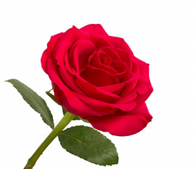 Fototapeta premium Open red rose with leaves on a white background