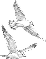 Naklejka premium flying sea gulls