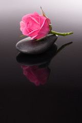 Spa stone and rose flowers still life. Healthcare concept.