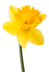 Obraz premium Daffodil flower or narcissus isolated on white background cutout
