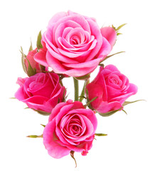 Pink rose flower bouquet isolated on white background cutout