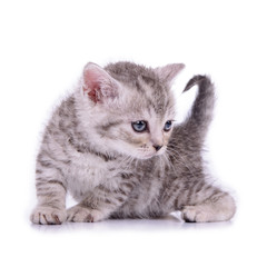 Obraz premium Scottish tabby kitten