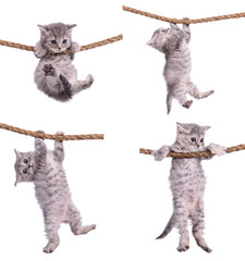 chatons avec corde
