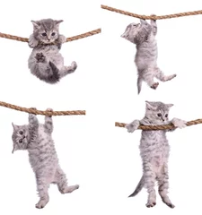Papier Peint photo Chat chatons avec corde