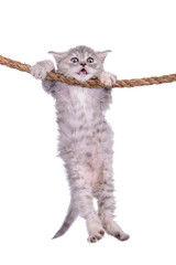 Naklejka premium kitten with rope