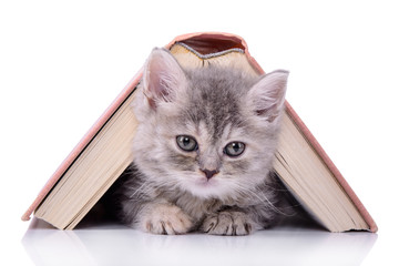 kitten with book