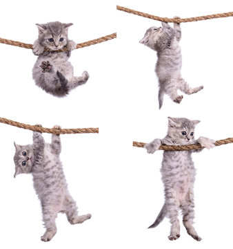 Fototapeta kittens with rope