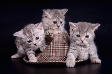 Scottish tabby kittens