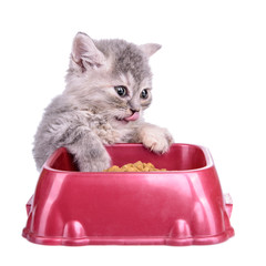 kitten eat diet food
