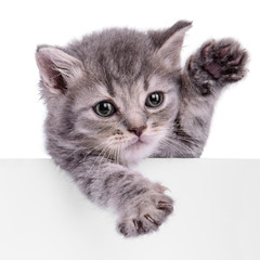kitten holding billboard