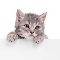kitten holding billboard