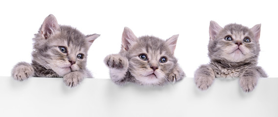 three Scottish kitten