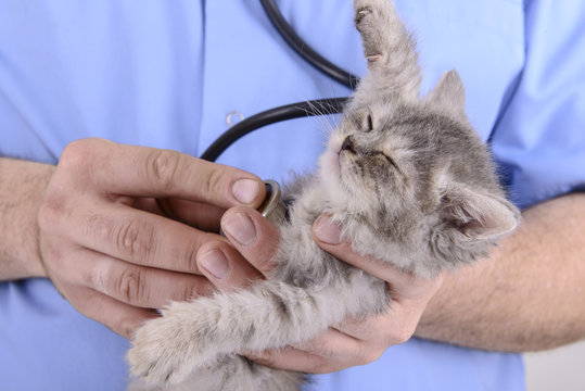 veterinarian inspection kitten