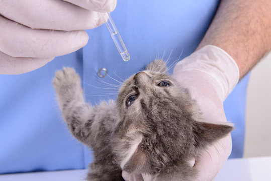 veterinarian treats kitten