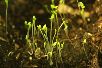 young seedlings