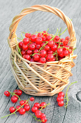 Red currants in basket