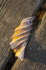 Fall leaf covered with frost