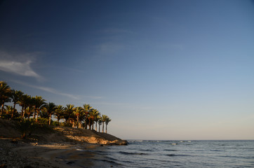 insel mit palmen am meer