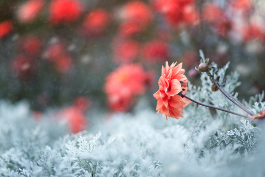 red flower on a light background