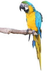Gordijnen Ara ararauna -  Parrot © Brad Pict