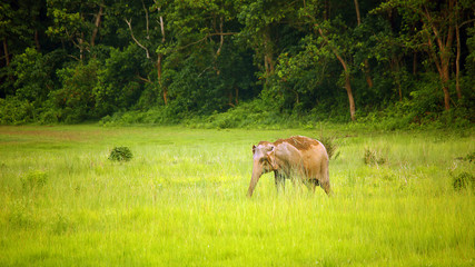Éléphants dans le parc national de Chitwan, Népal