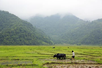 Fotobehang farmer plowing with ox cart © kagemusha