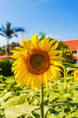 sunflower field and blue sky