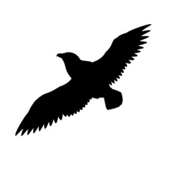 Silhouette of the Falcon