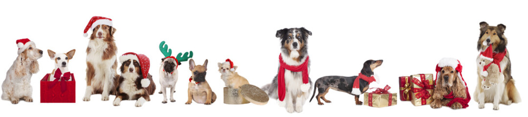 Weihnachtshunde nebeneinander - christmas dogs