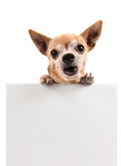 a chihuahua holding a blank sign