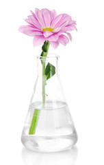 Flower in test-tube isolated on white