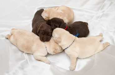 seven labrador retriever puppies