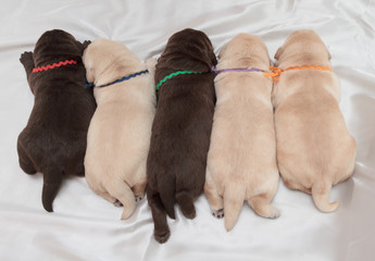 five labrador retriever puppies