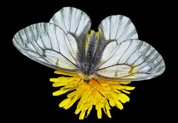 White butterfly (Papilio stubendorfi) 8
