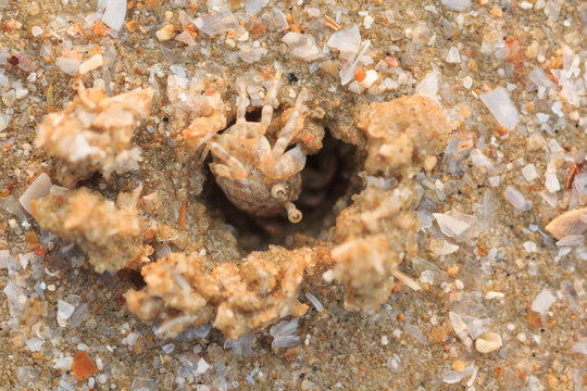 Ghost crab hole