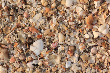 Ocean Shell Background .