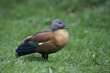 South-african shelduck, Tadorna cana
