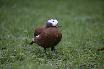 South-african shelduck, Tadorna cana