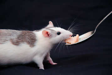 Rat eats with a spoon